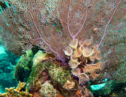 8 Magnificant feather duster
