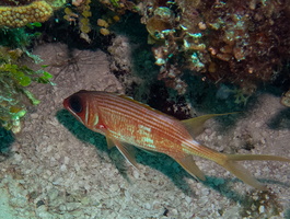 10 Longspine Squirrelfish