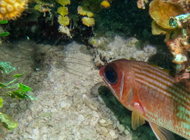 11 Longspine Squirrelfish and Arrowcrab 