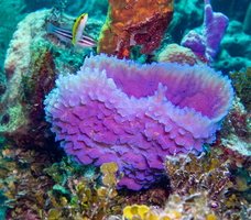 12 Azure Vase Sponge