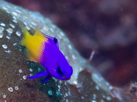 13 Fairy Basslet