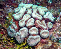 14 Flower Coral