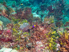 15 Reef