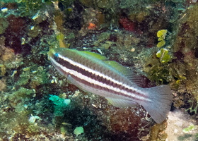 16 Stripped Parrotfish 