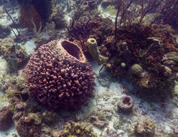18 Brown Barrel Sponge