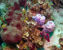 20 Sponges