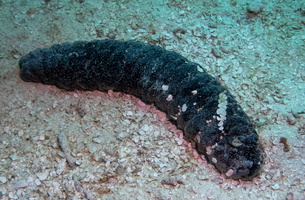 22 Donkey Dung Sea Cucumber