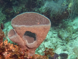 23 Vase Sponge-2