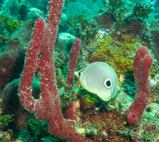 24 Foureye Burrerflyfish
