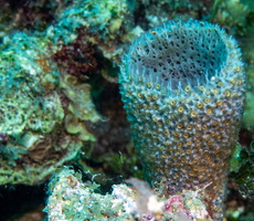 26 Vase Sponge-3