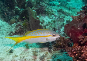 27 Yellowtail Snapper