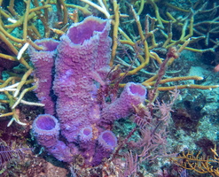 28 Azure Vase Sponge-2