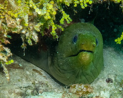 29 Green Moray Eel
