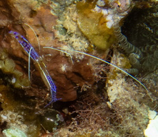 30 Paderson Shrimp
