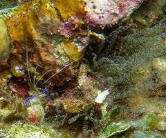 31 Paderson Shrimp-2