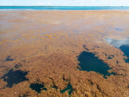 33 Seaweed-2