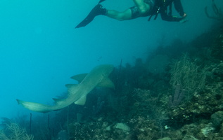 35 Nurse Shark