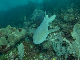 36 Nurse Shark-2