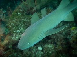 37 Nurse Shark-3
