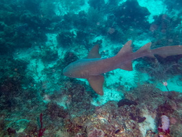 38 Nurse Shark-4