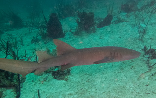 41 Nurse Shark-5