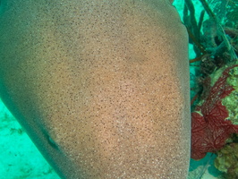 44 Nurse Shark Head