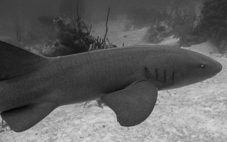 45 Nurse Shark-6