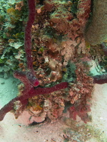 47 Reef-2