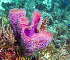 48 Azure Vase Sponge-3