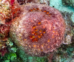 49 Orange Ball Sponge