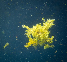 50 Sea Weed