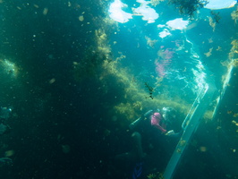 51 Sea Weed-2