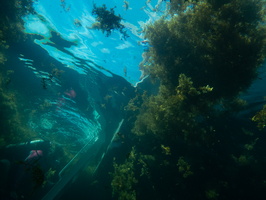 52 Sea Weed-3