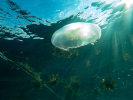 54 Moon Jellyfish-2