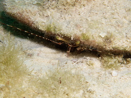 56 IMG 0259