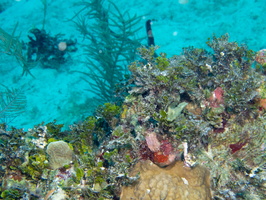 58 Reef-3
