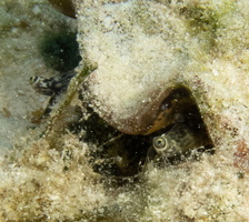 59 Conch Eyes-2
