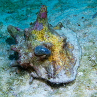 60 Sea Pearl on Conch