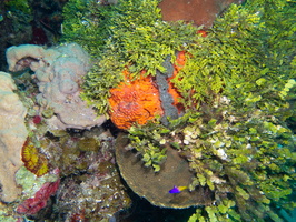 61 Reef-4