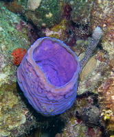 62 Azure Vase Sponge-4