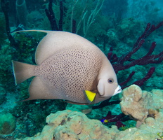 63 Gray Angelfish