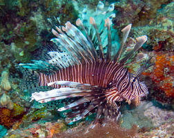 64 Lionfish 