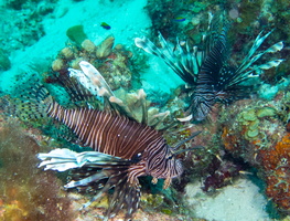 65 Lionfish -2