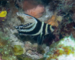 66 Spotted Drumfish
