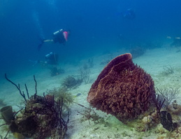 68 Barrel Sponge
