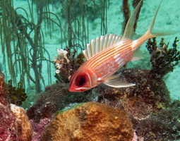 69 Longspine Squirrelfish-2