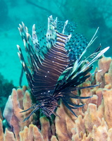 70 Lionfish