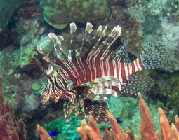 71 Lionfish-2