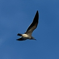5 IMG 8652