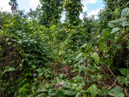 66 P9293604